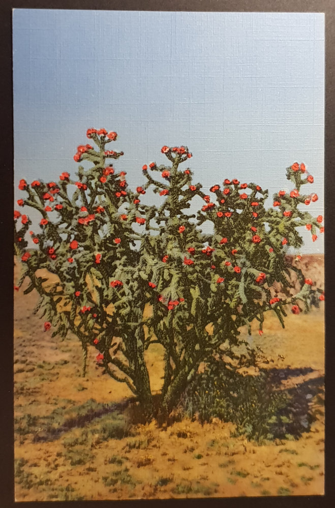 (image for) postcard USA - AZ - Arizona #0006